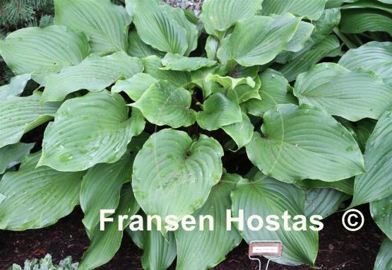 Hosta Maya Kingsnake